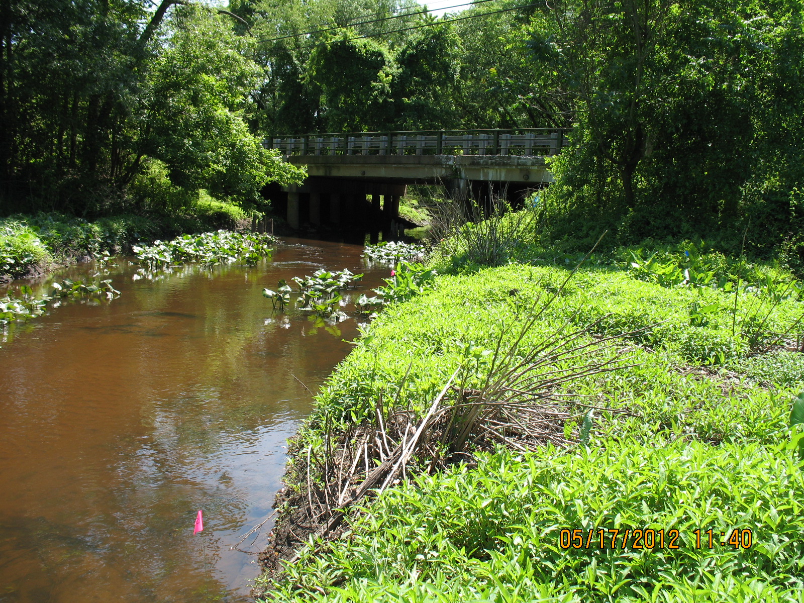 wetland delineation photo 5