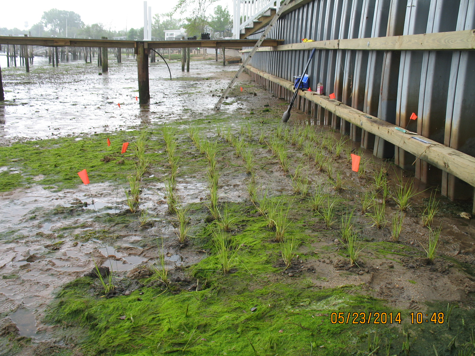 wetland restoration photo 1