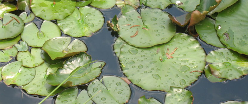 NJDEP FLOOD HAZARD AREA CONTROL ACT RULES