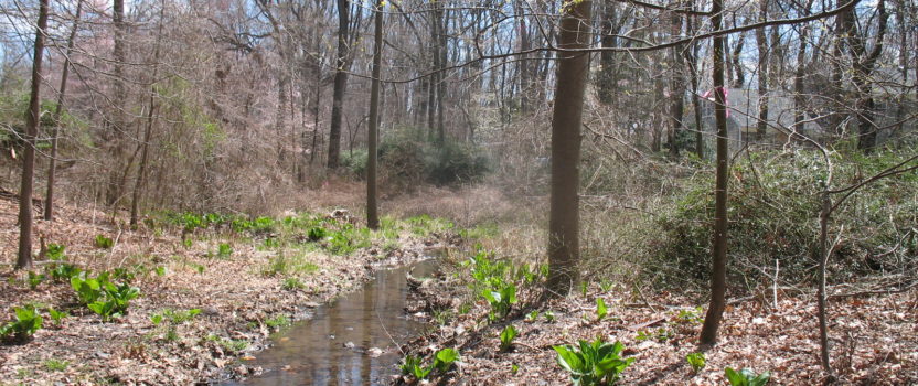 WETLAND DELINEATIONS